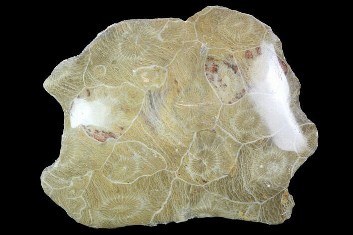 Polished Fossil Coral (Actinocyathus) - Morocco #100701